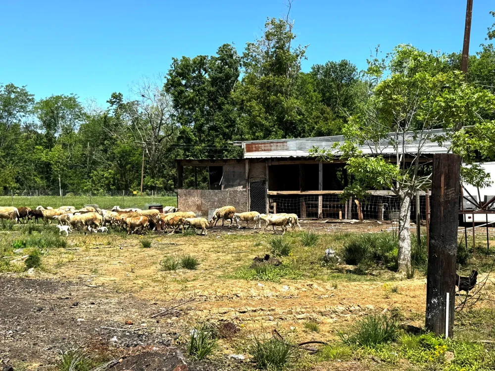 3400 Fm 1127 Shepherd, TX 77371