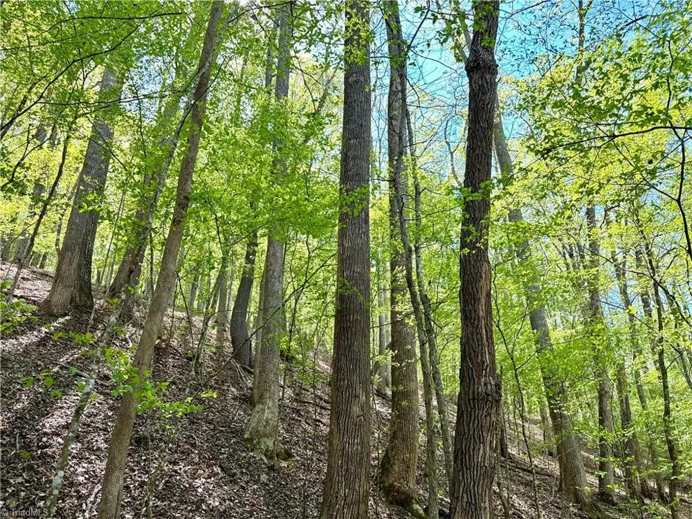 3311 NC Highway 66 S Westfield, NC 27053