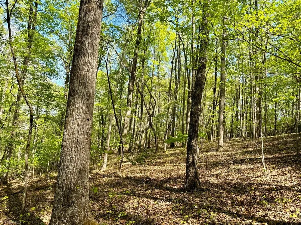3311 NC Highway 66 S Westfield, NC 27053