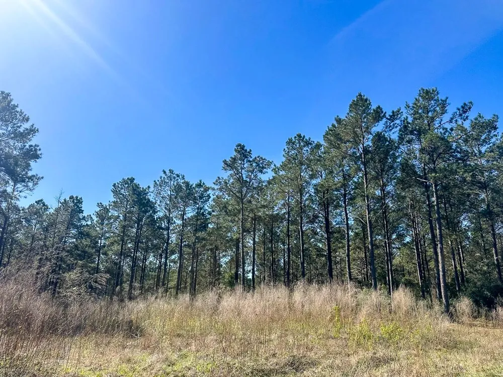 5 Highway 146 Livingston, TX 77351