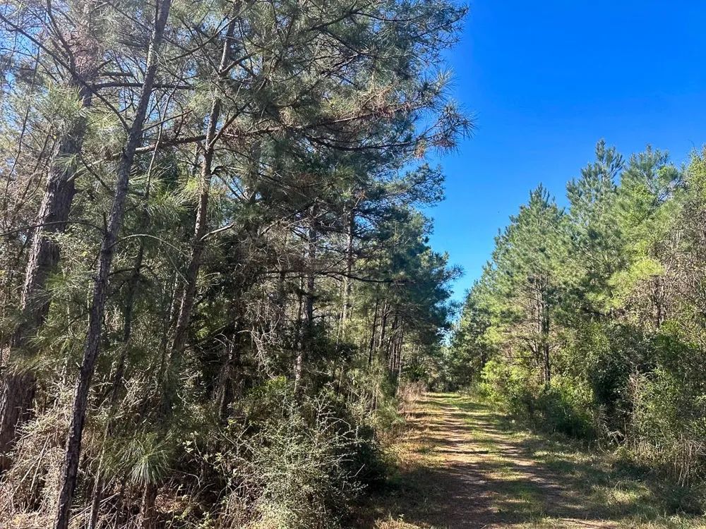 5 Highway 146 Livingston, TX 77351