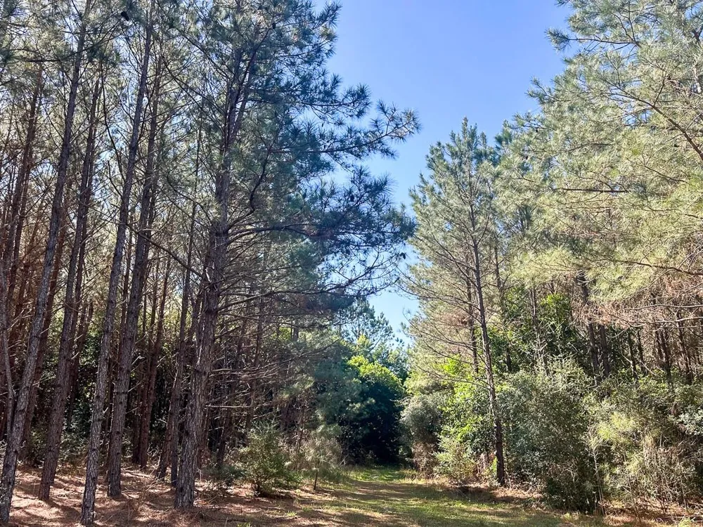 5 Highway 146 Livingston, TX 77351