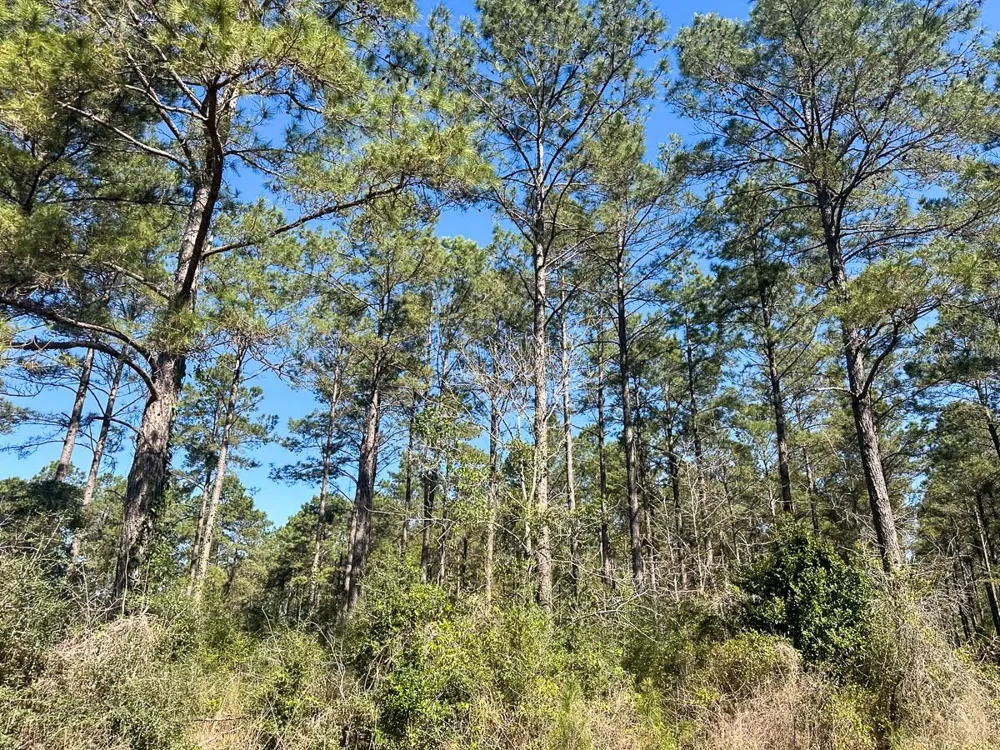 5 Highway 146 Livingston, TX 77351