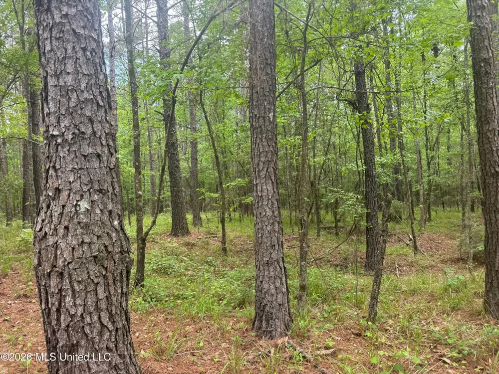 Bushtown Road Pinola, MS 39149