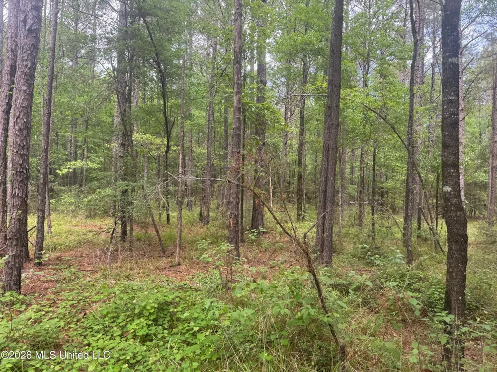 Bushtown Road Pinola, MS 39149