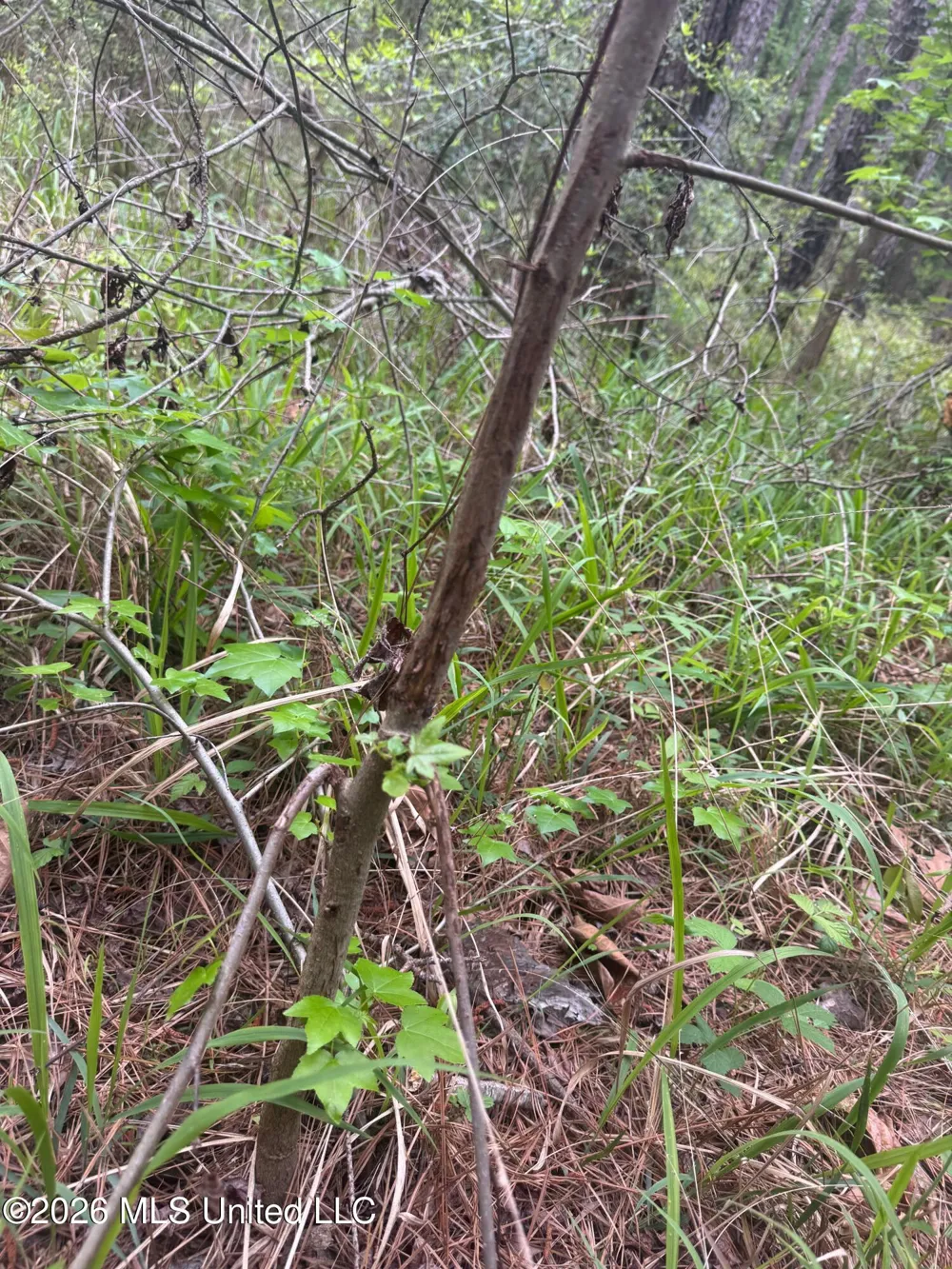 Bushtown Road Pinola, MS 39149