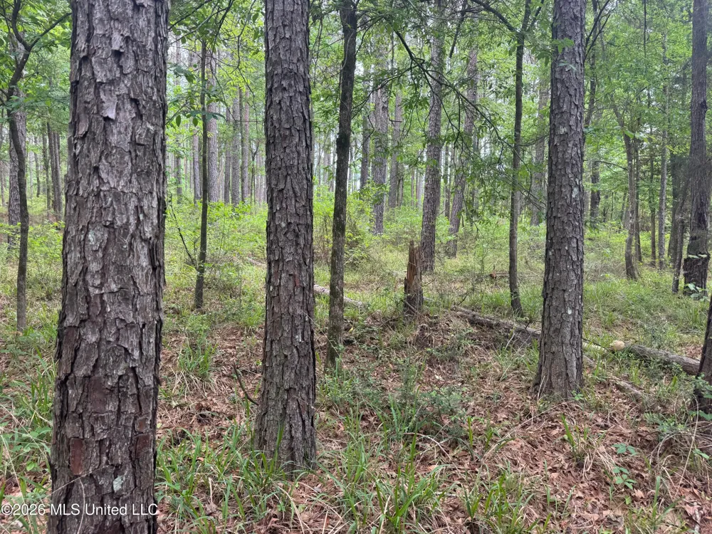 Bushtown Road Pinola, MS 39149