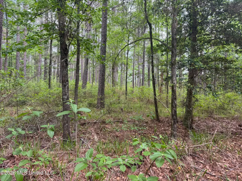 Bushtown Road Pinola, MS 39149