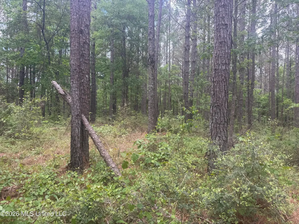 Bushtown Road Pinola, MS 39149