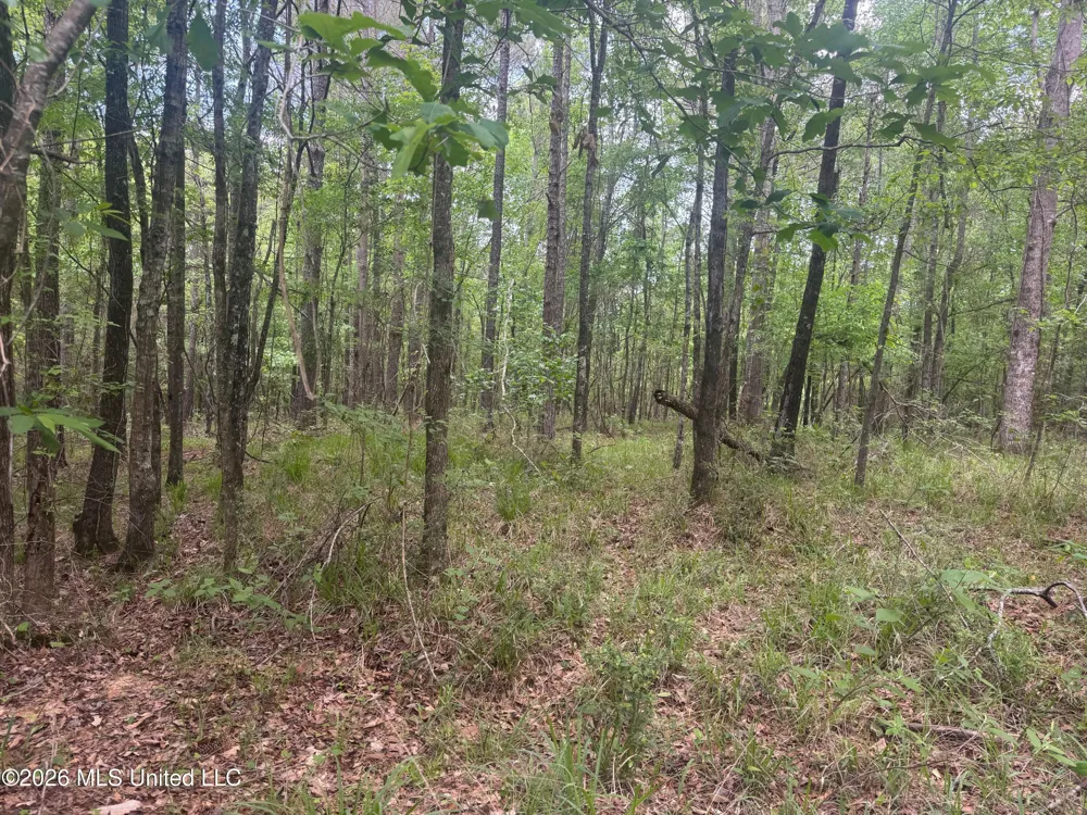 Bushtown Road Pinola, MS 39149