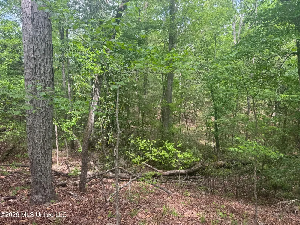 Bushtown Road Pinola, MS 39149