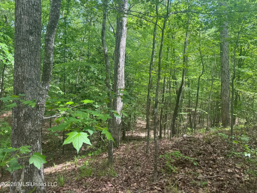 Bushtown Road Pinola, MS 39149