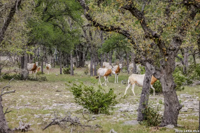 TBD Sattler Rd Spring Branch, TX 78070