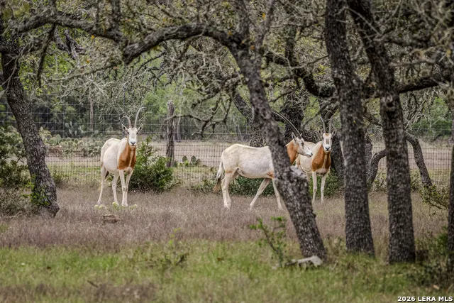 TBD Sattler Rd Spring Branch, TX 78070