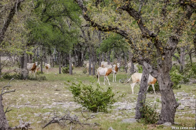 TBD Sattler Rd Spring Branch, TX 78070