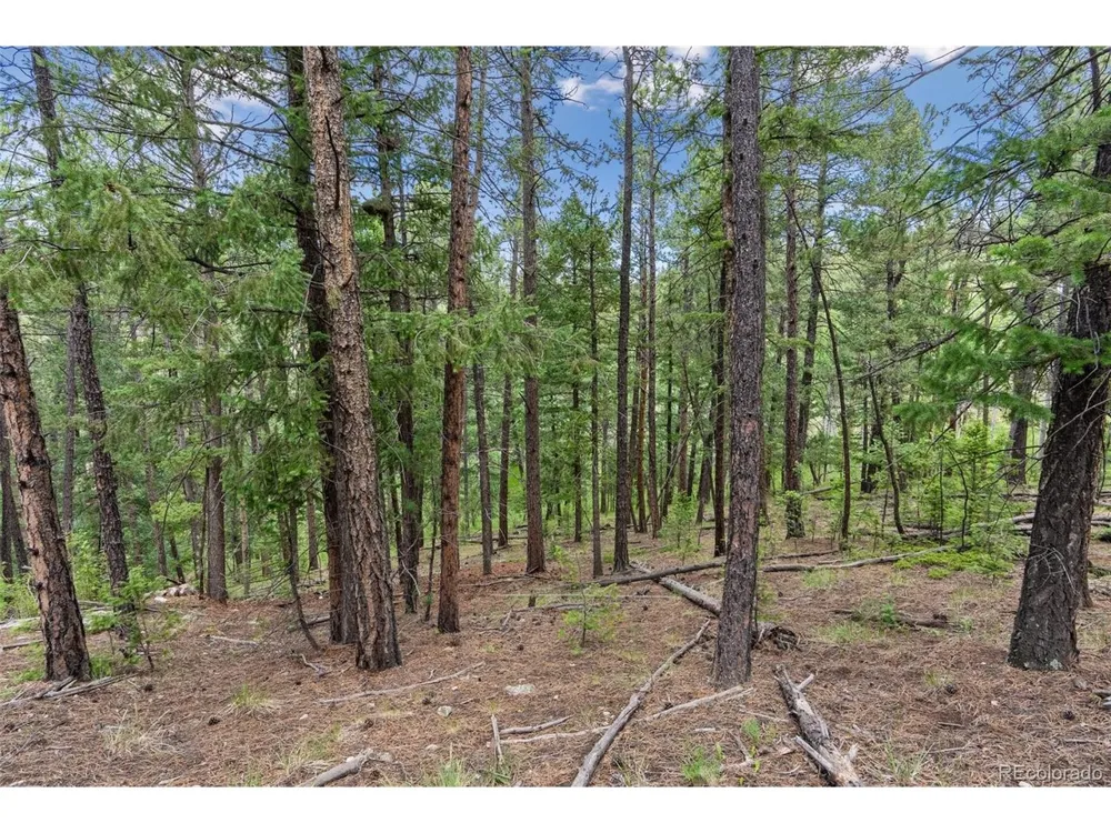 135 Linda Trail Bailey, CO 80421