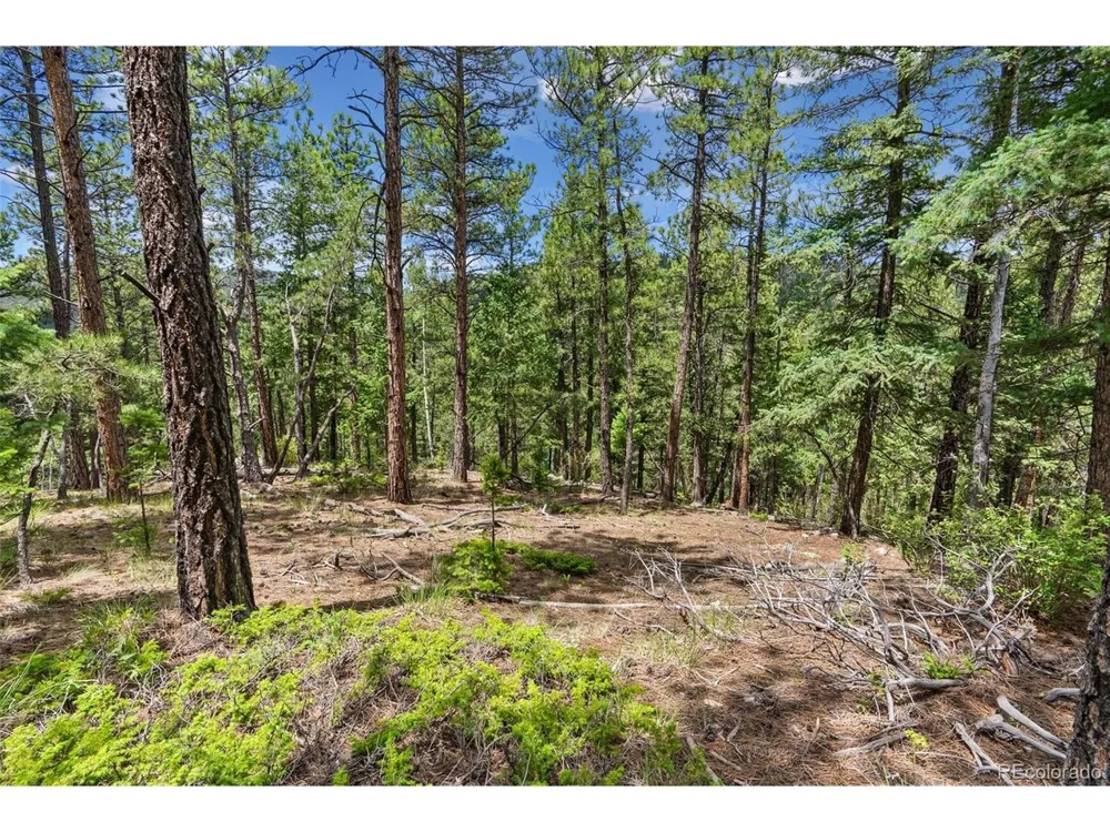 135 Linda Trail Bailey, CO 80421