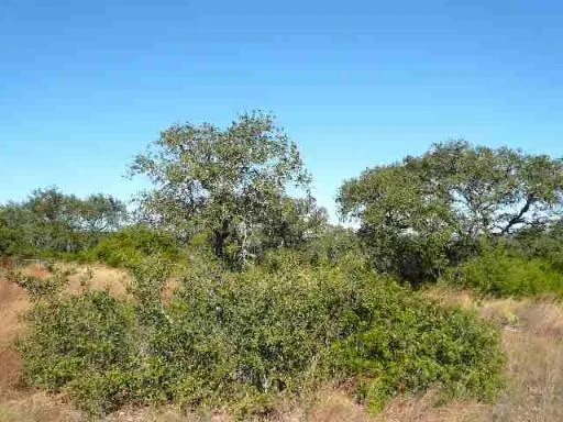 17550 County Road 175 Helotes, TX 78023