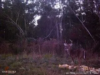 Near 523 Culbreth Smith Road Elizabethtown, NC 28337