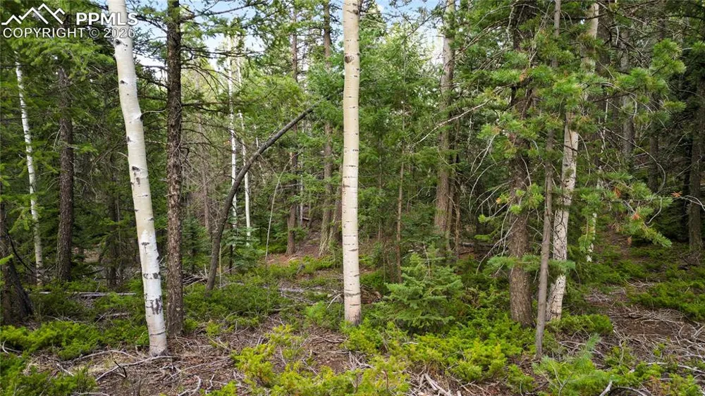 68 Yale Place Woodland Park, CO 80863