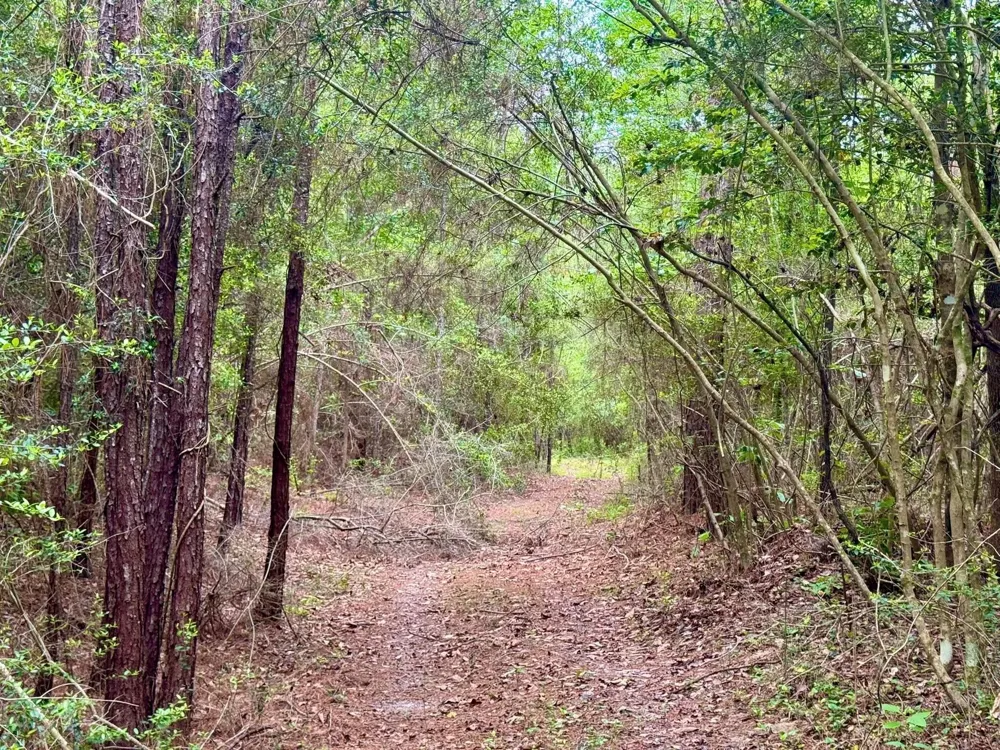 County Road 1375 Warren, TX 77664