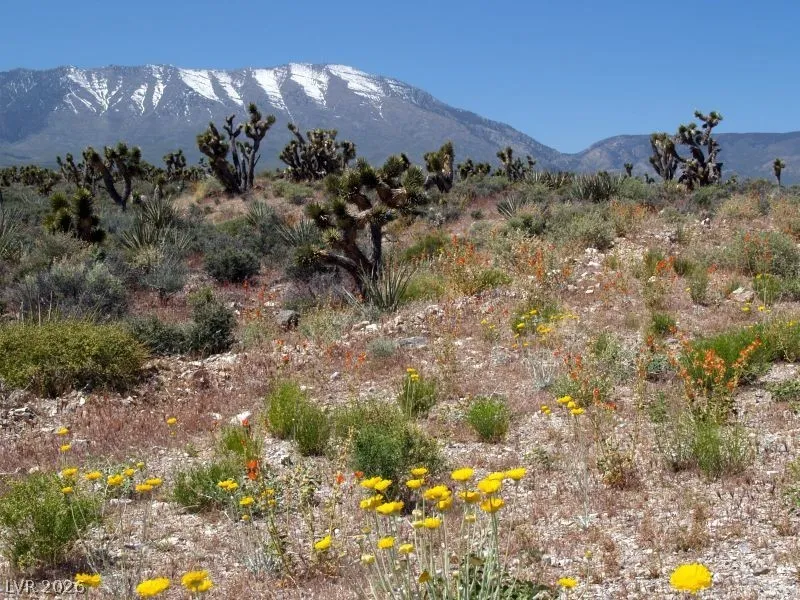 150 Wind Drift Place Cold Creek, NV 89124