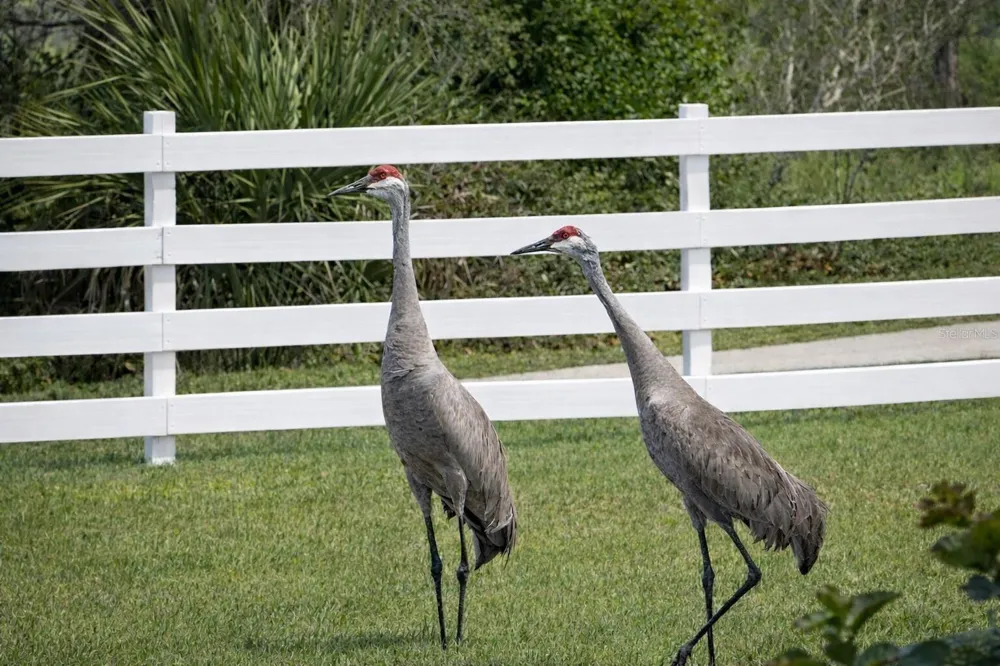 33015 SAHARA COURT Sorrento, FL 32776