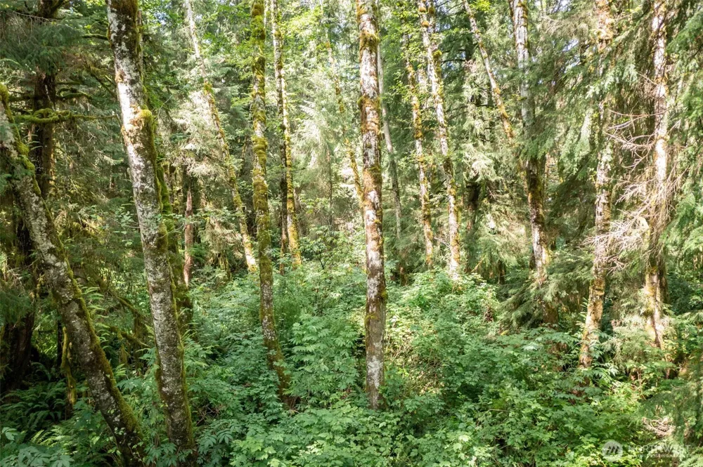1 Swamp Road Sekiu, WA 98381