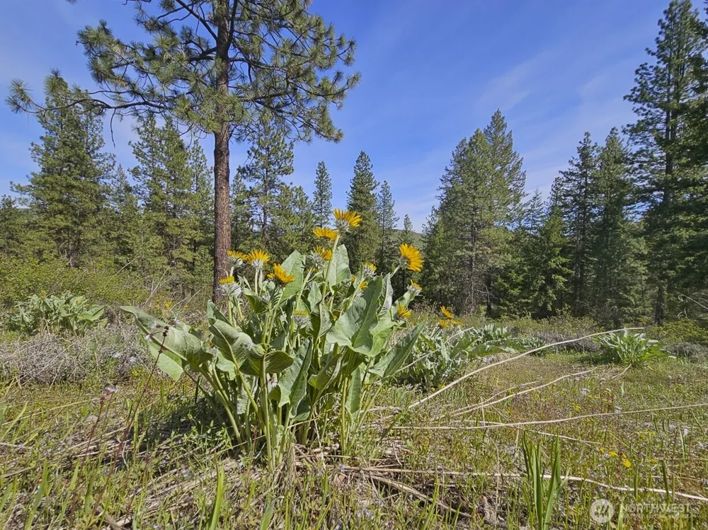 9 Whitebark Lane Winthrop, WA 98862