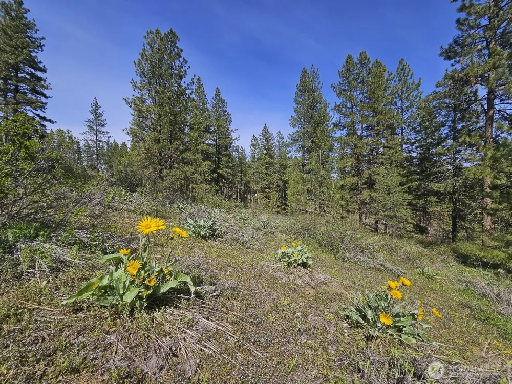 9 Whitebark Lane Winthrop, WA 98862