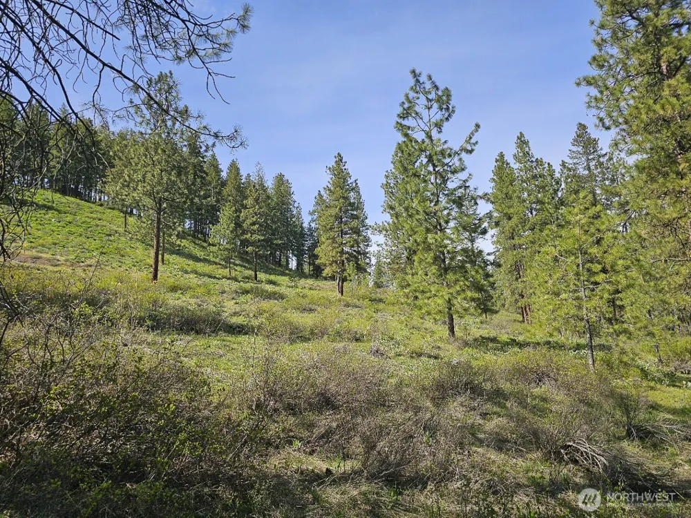 9 Whitebark Lane Winthrop, WA 98862