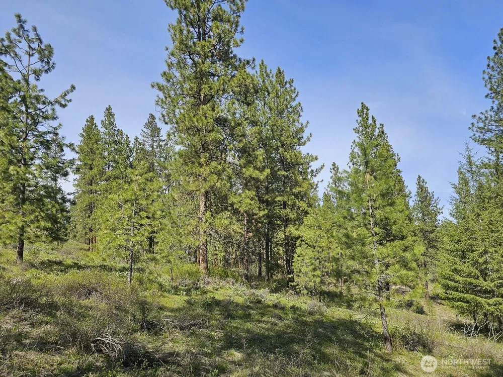 9 Whitebark Lane Winthrop, WA 98862