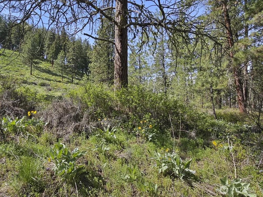 9 Whitebark Lane Winthrop, WA 98862