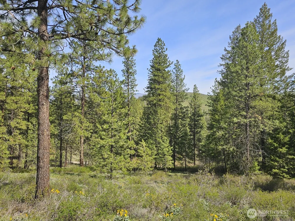 9 Whitebark Lane Winthrop, WA 98862