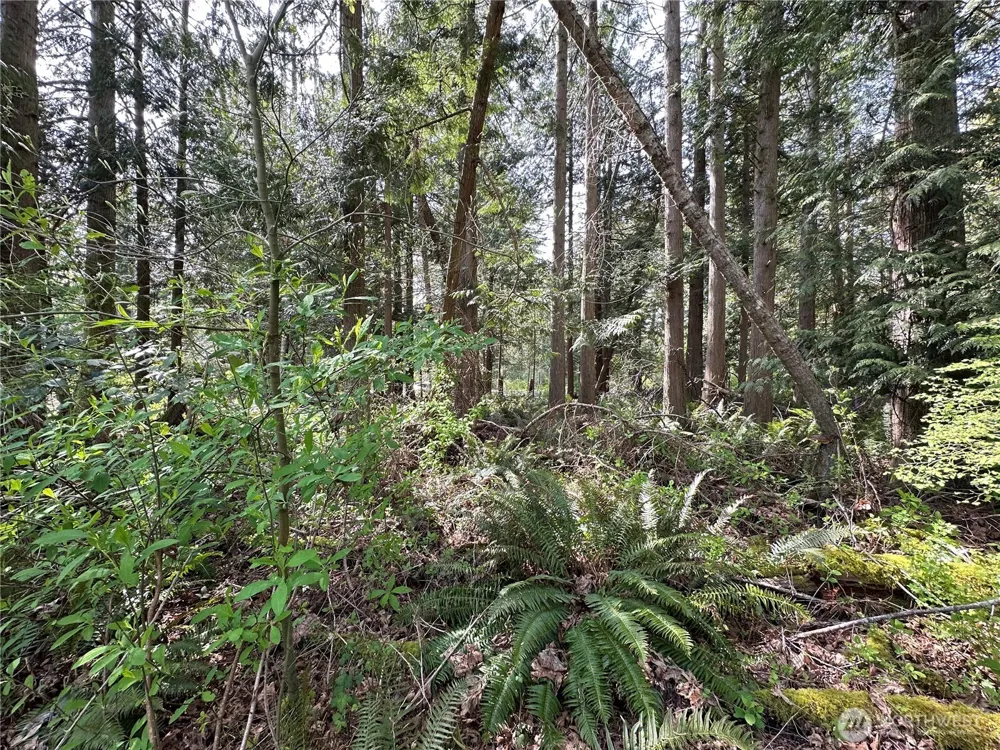 0 Lot 9 Tyee Drive Point Roberts, WA 98281