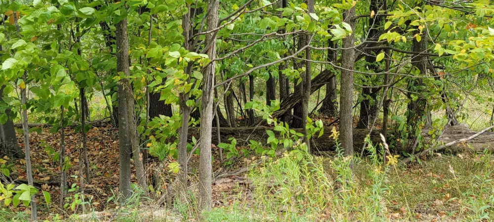 Crossover Drive Kearney Township, MI 49615