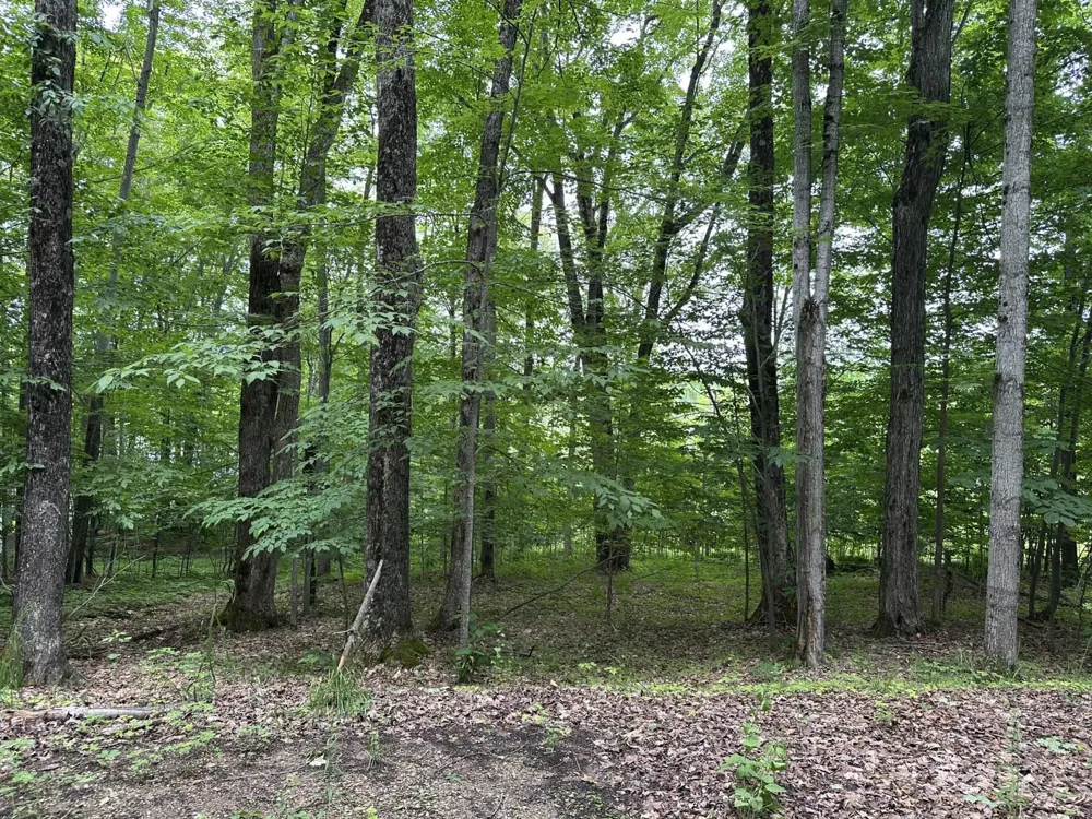4944 Benway Lane Central Lake Township, MI 49622