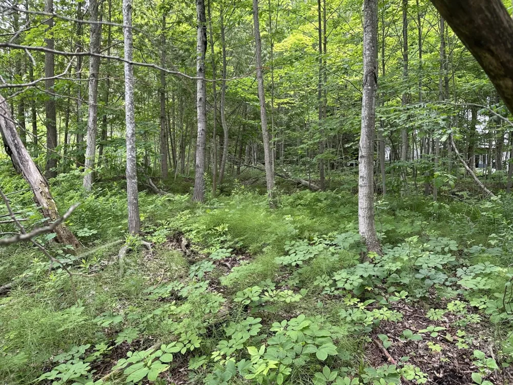 4944 Benway Lane Central Lake Township, MI 49622