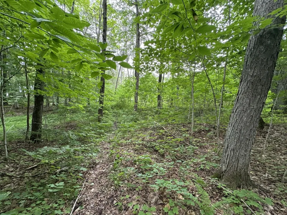 4944 Benway Lane Central Lake Township, MI 49622