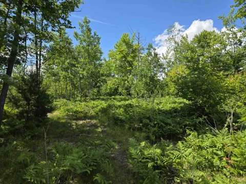 Mackinaw Trail
