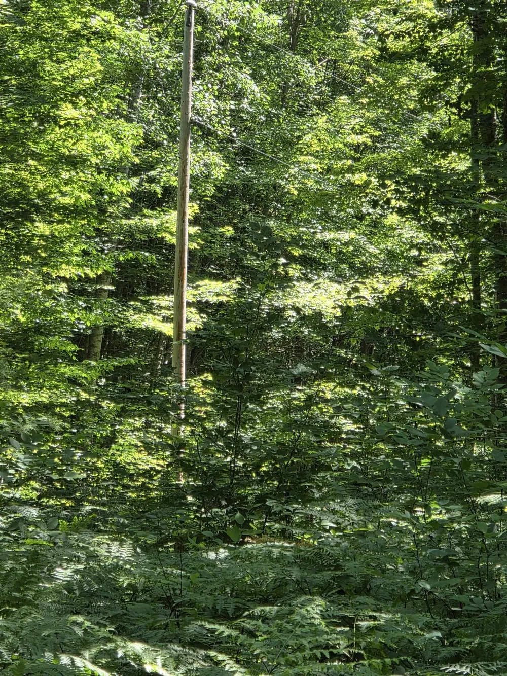 Mackinaw Trail Haring Charter Township, MI 49601