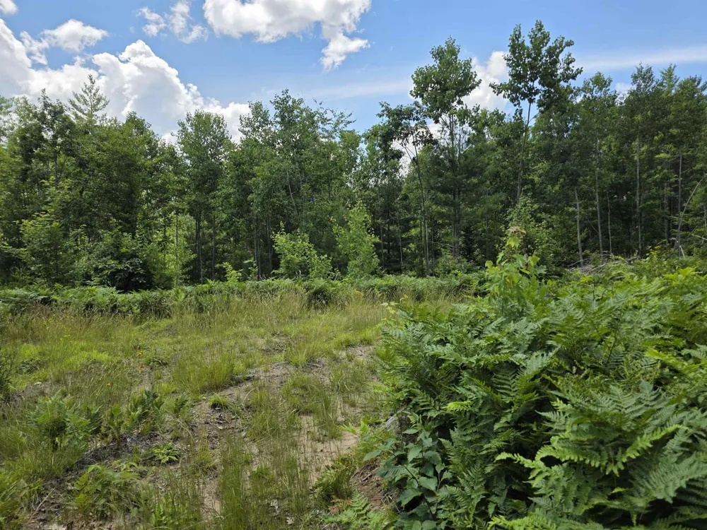 Mackinaw Trail Haring Charter Township, MI 49601