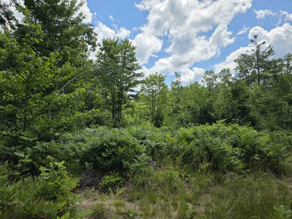 Mackinaw Trail Haring Charter Township, MI 49601