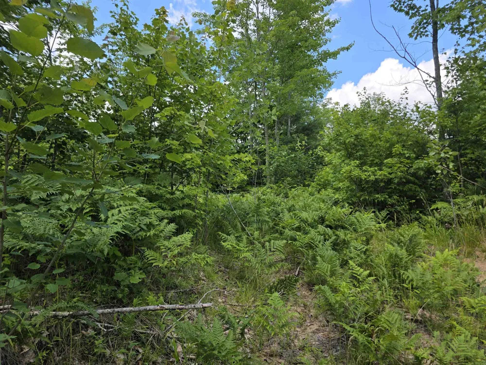 Mackinaw Trail Haring Charter Township, MI 49601