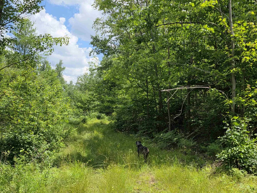 Mackinaw Trail Haring Charter Township, MI 49601