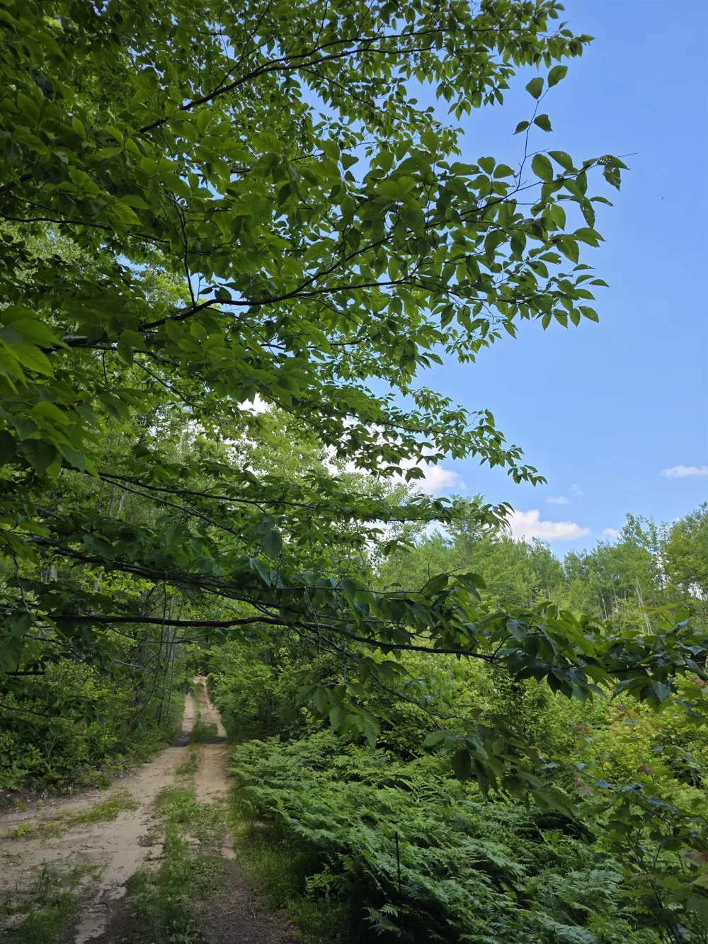 Mackinaw Trail Haring Charter Township, MI 49601