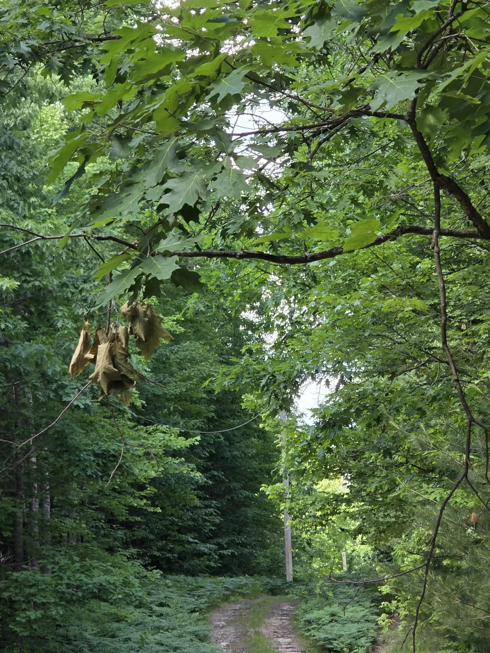 Mackinaw Trail Haring Charter Township, MI 49601
