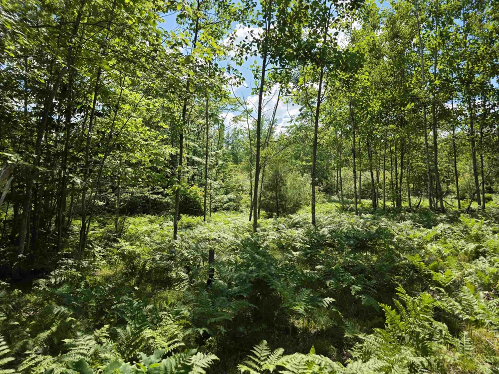 Mackinaw Trail Haring Charter Township, MI 49601
