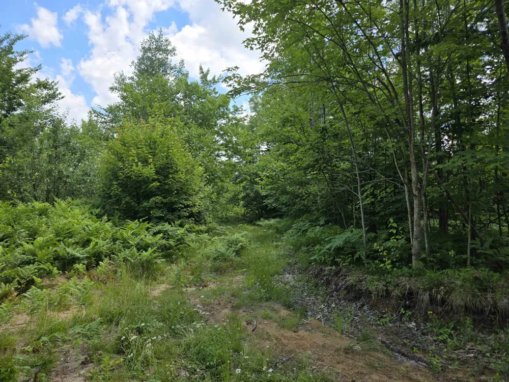 Mackinaw Trail Haring Charter Township, MI 49601