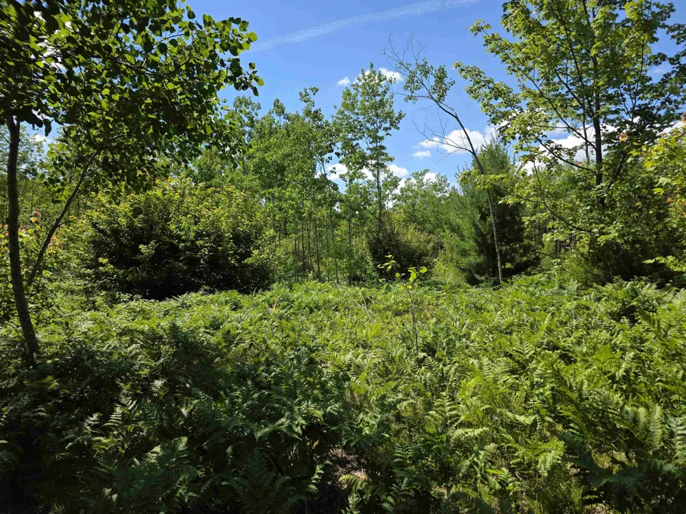 Mackinaw Trail Haring Charter Township, MI 49601